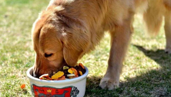 青岛卡尔宠物食品深度解析 品质如何，是否值得您的选择？