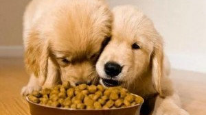 宠物食品检验项目及标准 守护爱宠“舌尖上的安全”